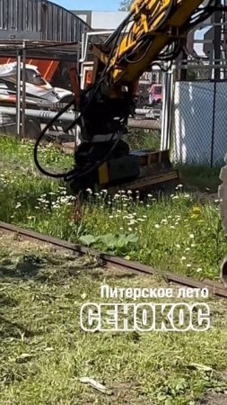 Сенокос по-питерски #shorts
