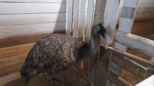 Тункинская долина🫶⛰️🪶🐿🌲