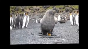 Тайна рекламы Kinder pingui