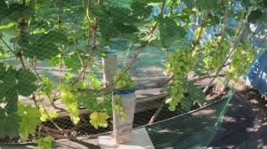 Сентябрь: обзор виноградника, срезка технического сорта