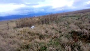 HUNTING IN GEORGIA. Охота в Грузии на перепел.ნადირობა მწყერზე საქართველოში  6