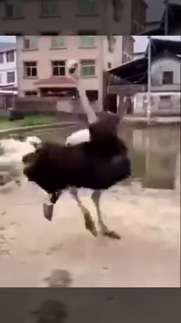 Ты че, попутал?