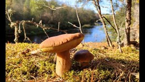 В Берестов Хитрые грибы #стихидлядетей #поэты20века