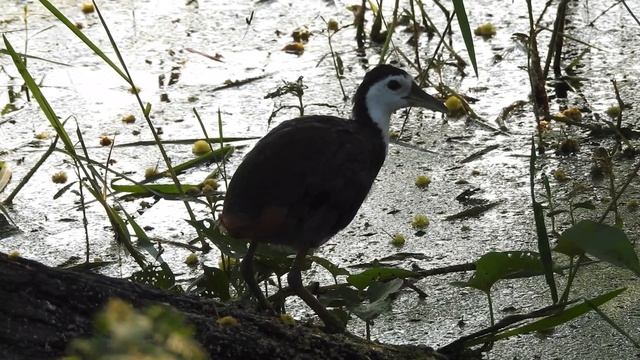 Bharatpur Wildlife Sanctuary (Keoladeo Ghana National Park) - Indian Nature Tours Short Video Serie