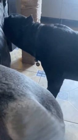 Каждое утро Талисман умывают Титана 🥰#tttt #канекорсо #cane #canecorso #canecorsoitaliano #кане