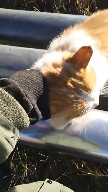 Уличные котики тоже хотят ласки