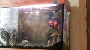 Мой астранотус Василий