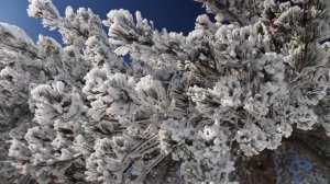 Старцы Афона об одной самой скрытой и коварной цели антихриста