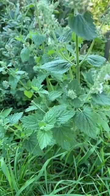 Сбор Мелиссы🌿 #мылоснуля #рецепты #травы #сбортрав #мелисса #soap смотреть онлайн