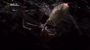 Самые странные в мире / National Geographic WILD: World's Weirdest