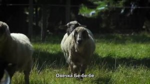 Цыпленок Пи  rus sub