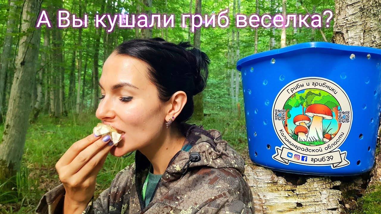 ГРИБНАЯ РАЗВЕДКА . ЕДИМ ВЕСЕЛКУ В ЛЕСУ.  ОБОРОНА КЕНИГСБЕРГА. загадочные бункера.