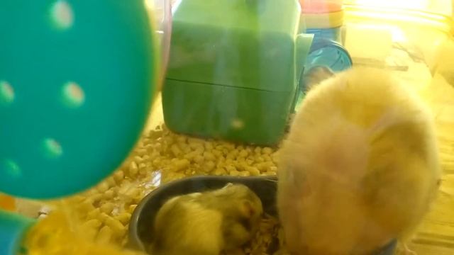 Заселение в 2х этажную клетку Рыжухи с хомячатами | Хомячуля: Secret Life Hamster - Pets