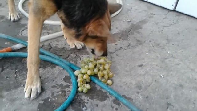 Эльза и виноград.. смотреть онлайн