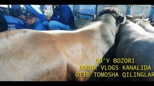 23 июн янгикоргон заркент мол бозори нархлари