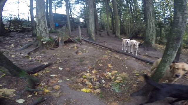 Animal Magnetizm Dog Daycare 11/13/15 A смотреть онлайн