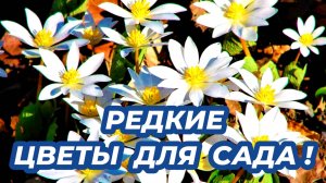 ЦВЕТЫ, которые редко встречаются в садах! Эти цветы станут изюминкой вашего сада!