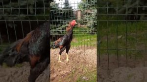 Шрам сын Банзая.Молодняк шамо 2020.