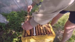 Работы на пасеке в июне