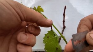 Как легко прививается виноград, зеленым в зеленое.