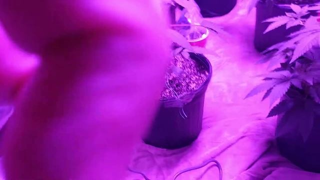 Nursery vs smart pots!!! Cheap is the winner смотреть онлайн