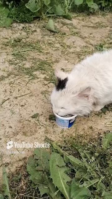 Кормим лучшего Братана кота Сёмы