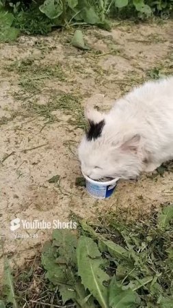 Кормим лучшего Братана кота Сёмы