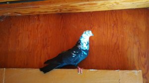 Николаевские голуби летают