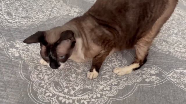 Жизнь Домохозяйки в Америке 💚 Переживали  , но все хорошо 💚 Встреча с Друзьями 💚 Влог смотреть онлайн