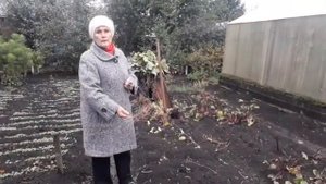 Как осенью заложить в грядках ЭМ-компост ?