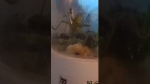 монстр есть гигантскую гусеницу #монстр #гигантский #саранча