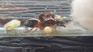 Camponotus consobrinus (Victoria, Australia) 14.08.2021