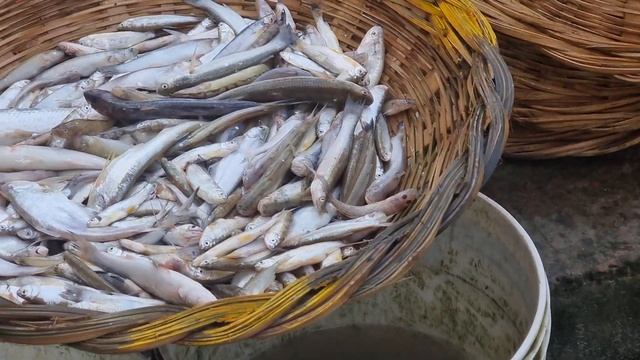 পদ্মার বিশাল বাগাইর মাছ😱কত টাকা বিক্রি হলো দেখুন | amazing fish market | big bagir fish | DN Eyes