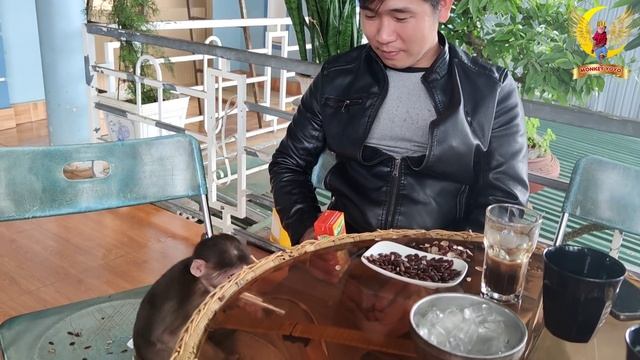 Monkey YoYo Jr STOLE Mom's money to pay for coffee|Monkey Baby YoYo