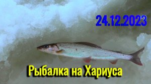 Рыбалка на ХАРИУСА. 24 декабря 2023, разведка. Пусть не крупный, а приятно. Рыбалка в Коми.