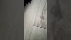 VID_20250126_145204.mp4