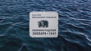 Калининградский зоопарк 2024