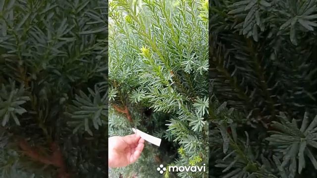 Магазин садовых культур.