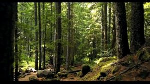 Best relaxation music for sleep #1 - SPB Relaxing Music