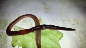 Червь выползок