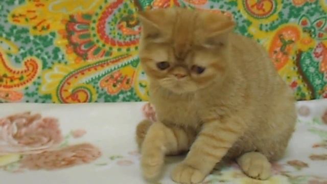 Копия видео "Экзотический апельсиновый Мусс"