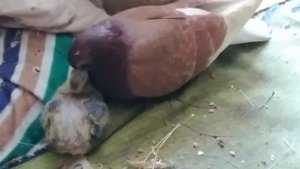 Голубка Дина кормит своего птенца.Лето 2021 года