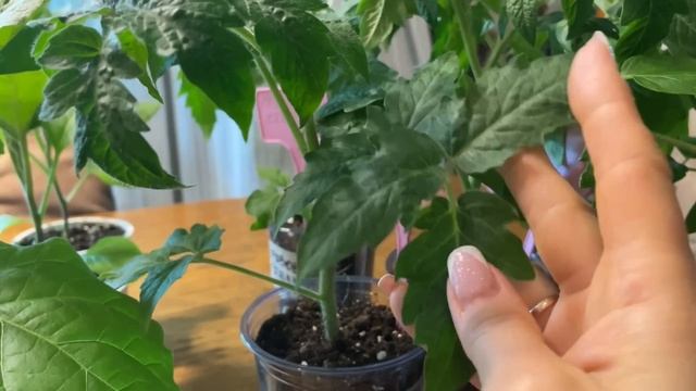 Очень ВАЖНАЯ ПОДГОТОВКА РАССАДЫ к высадке смотреть онлайн