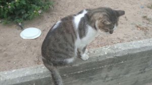 Hungry wild cats. part 6🐈Голодные дикие коты😺野生の猫空腹😻배고픈 야생 고양이😸