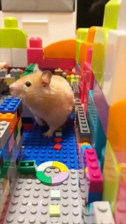 🐹 Хомяк в лабиринте 
#shorts