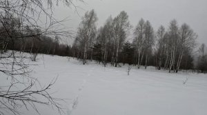 Проверяем капканы. Рысь поймала косулю. Встретили волка и ещё  кое что.