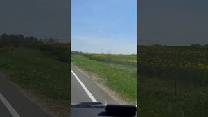 Старая дорога из Светлогорска в Калининград.