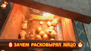 Зачем расковырял яйцо с цыпленком ⁉️🤔🐣 Любопытство и нетерпение странного птицевода 😮😯😣