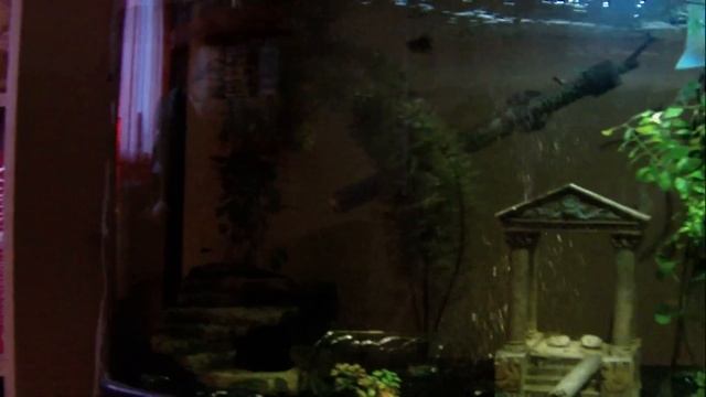 Our Fish Tank- Fishbox 60 64L