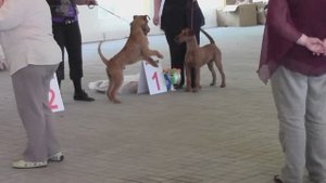 Ирландские терьеры : моно выставка ирландского терьера 2014